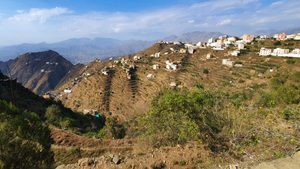 There are 400,000 coffee trees across Saudia Arabia, and 54,000 in the Jazan region alone