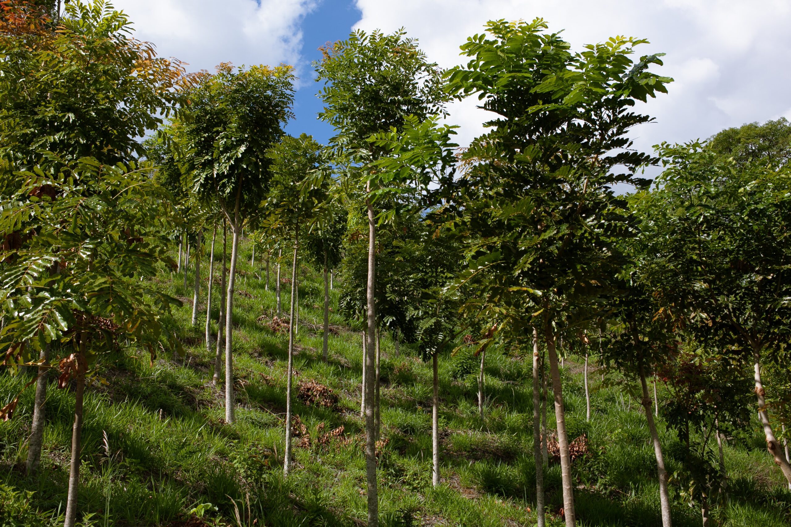 The United Nations’ REDD+ scheme gives developing countries money for preventing deforestation