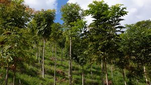 The United Nations’ REDD+ scheme gives developing countries money for preventing deforestation