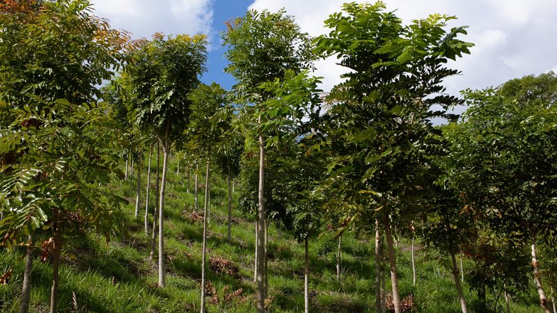 The United Nations’ REDD+ scheme gives developing countries money for preventing deforestation