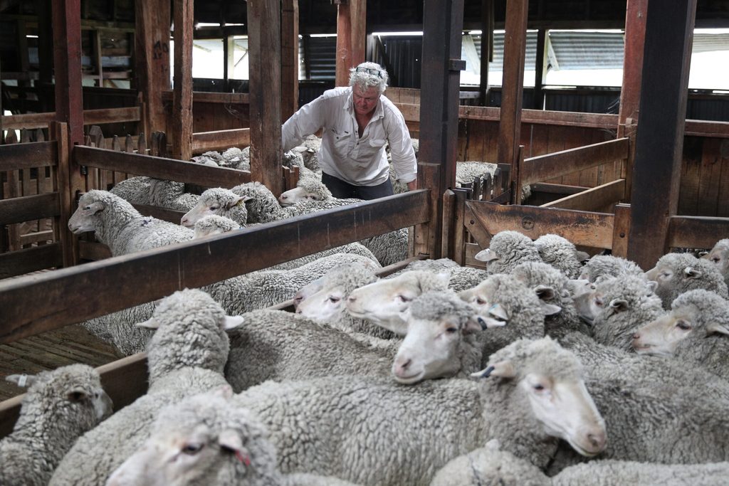 An Australian sheep farmer shears his flock