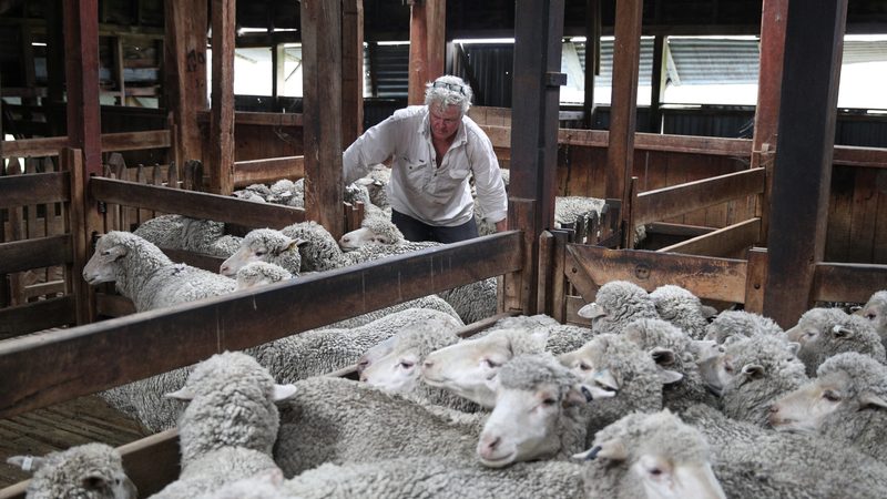 An Australian sheep farmer shears his flock