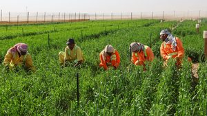 Cop28 agriculture UAE
