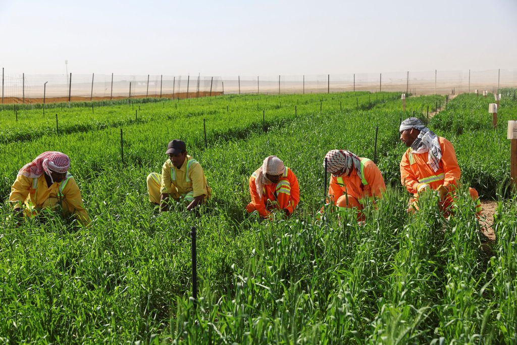 Cop28 agriculture UAE