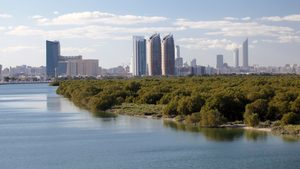 Mangrove forests stop erosion and protect the coast from storm surges