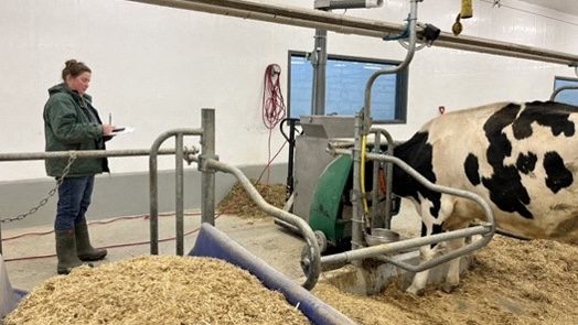 Methane testing a cow in Canada. Livestock is responsible for about 30 percent of global methane emissions