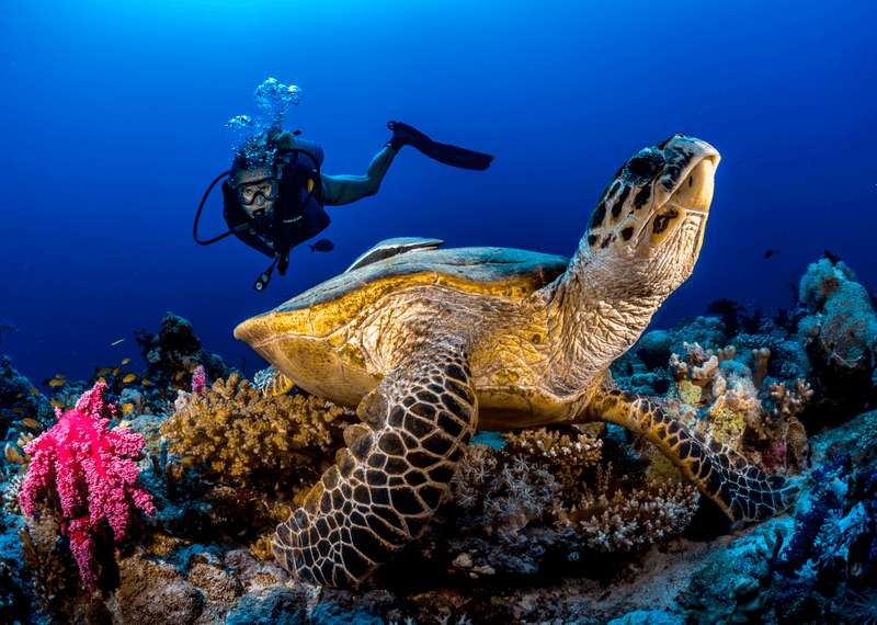 Red Sea Global is currently monitoring some 300 reef sites, rescuing corals through relocation