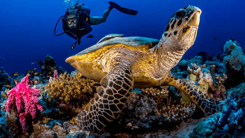 Red Sea Global is currently monitoring some 300 reef sites, rescuing corals through relocation