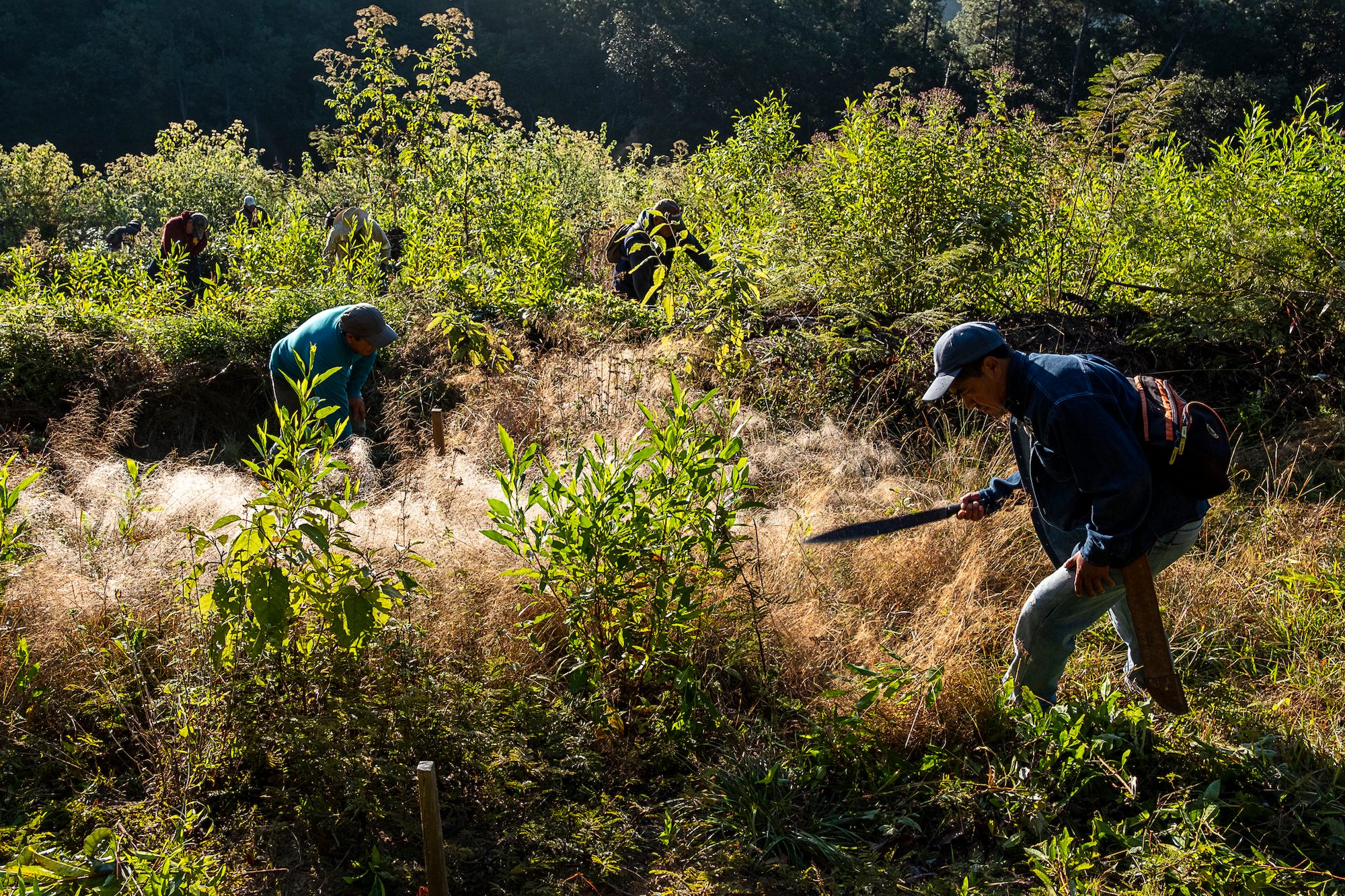 Men use machetes to cut back plants so young pine trees can grow in a forest near Capulálpam de Mendéz, Mexico. Their work earns the community money on carbon credit markets