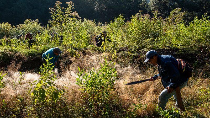 Men use machetes to cut back plants so young pine trees can grow in a forest near Capulálpam de Mendéz, Mexico. Their work earns the community money on carbon credit markets