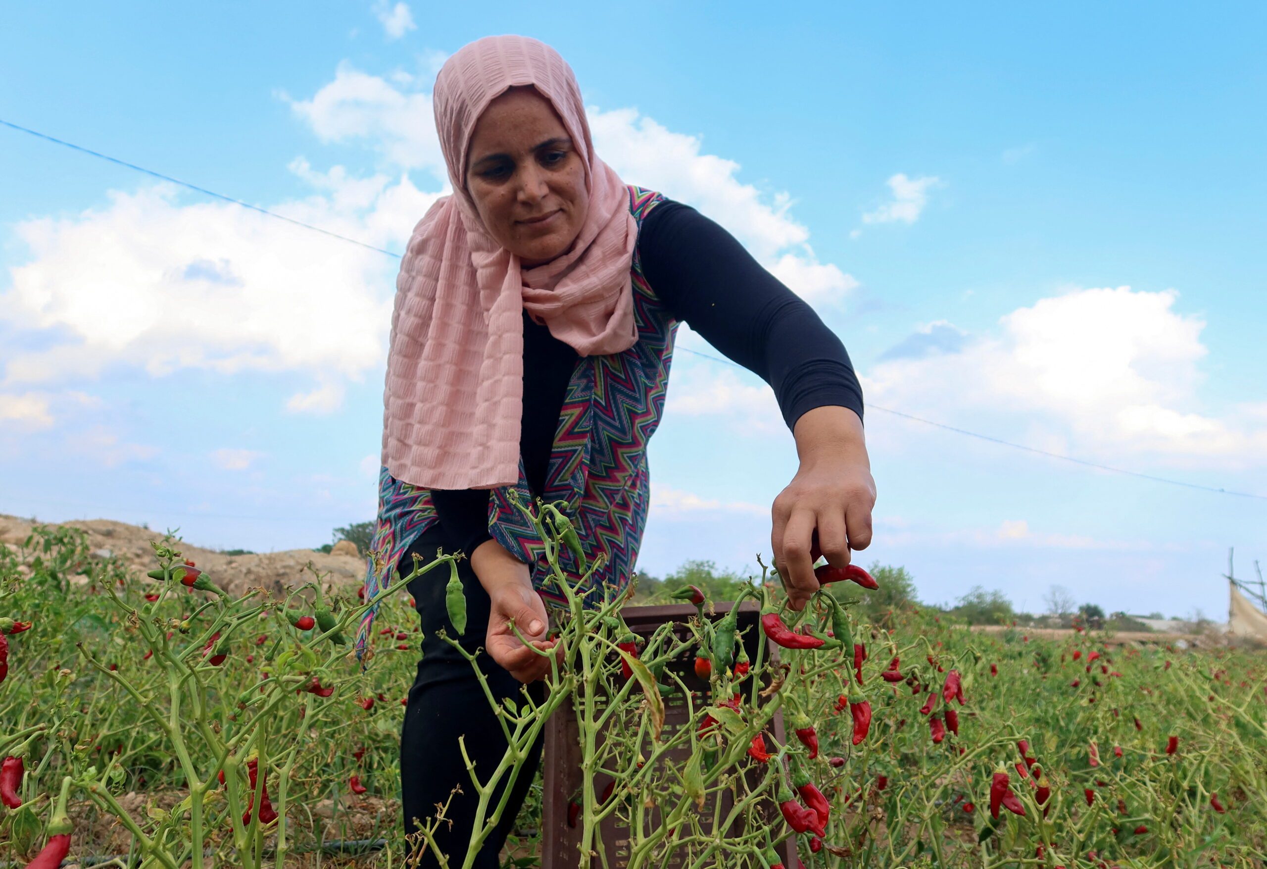 A Tunisian farmer picks red peppers on her farm in Nabeul. The country will pay $4 billion of foreign debts in 2024