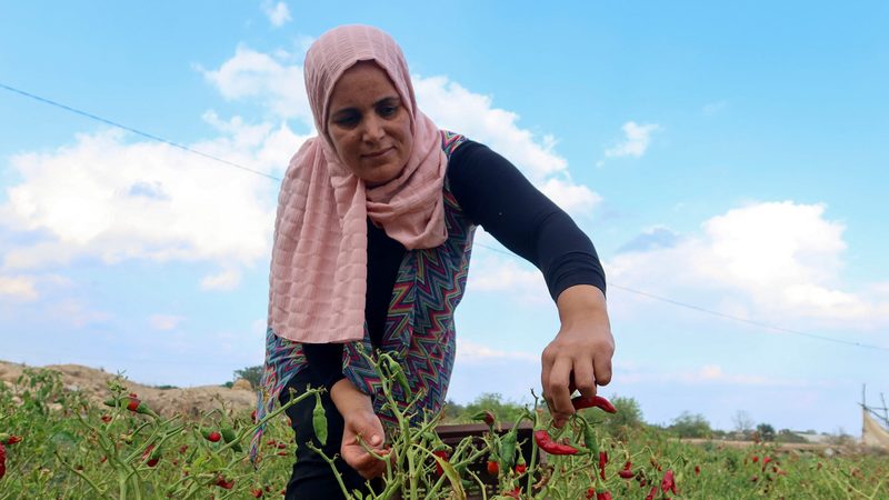 A Tunisian farmer picks red peppers on her farm in Nabeul. The country will pay $4 billion of foreign debts in 2024