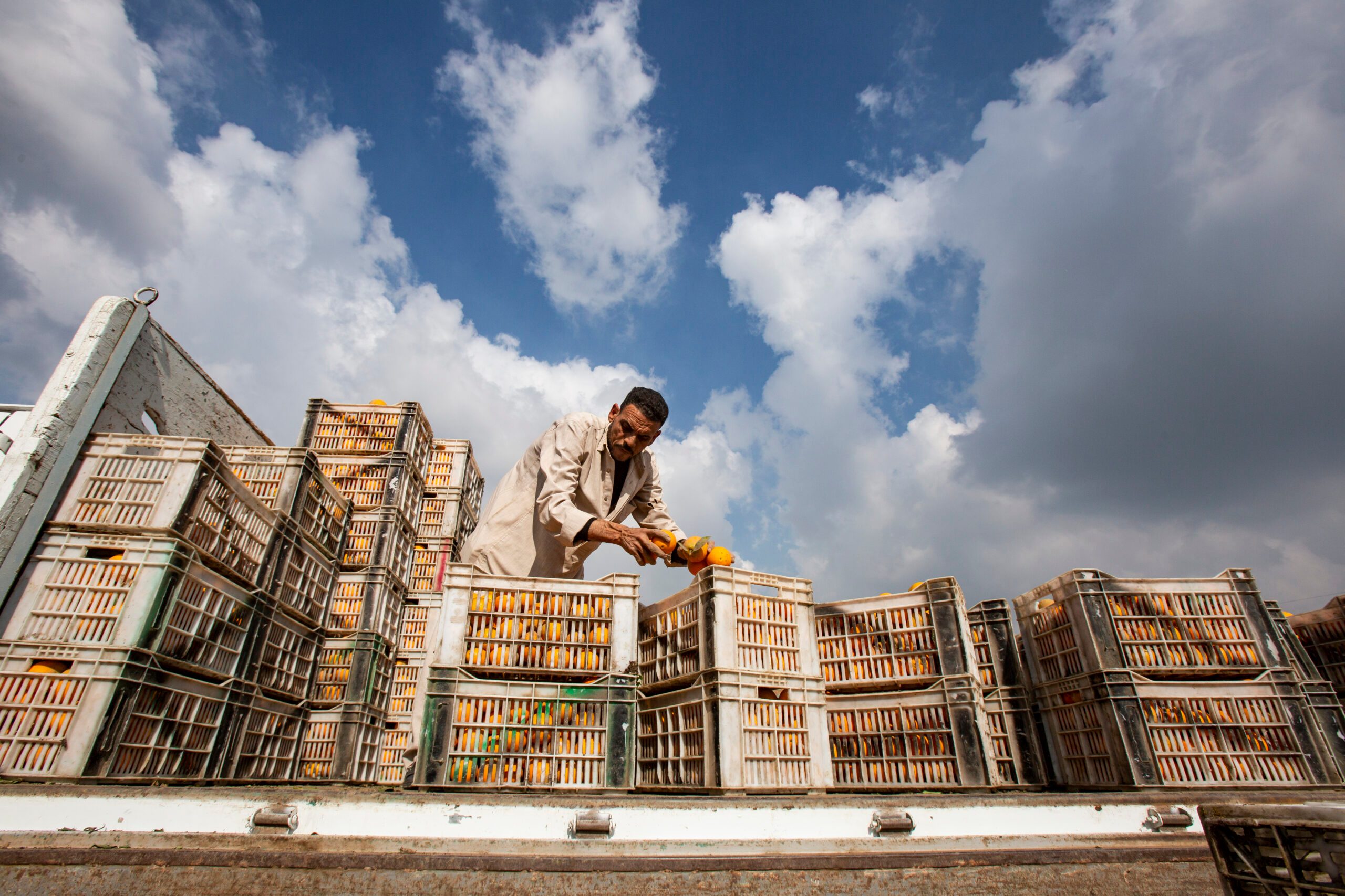 Orange harvest season in Qalyubia Governorate, Egypt. The new processing complex aims to lead in orange concentrates