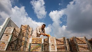 Orange harvest season in Qalyubia Governorate, Egypt. The new processing complex aims to lead in orange concentrates