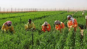 Workers on a wheat farm in Sharjah. The UAE is enforcing a ruling that limits applications for a nationality that already represents 20% of a company’s workforce