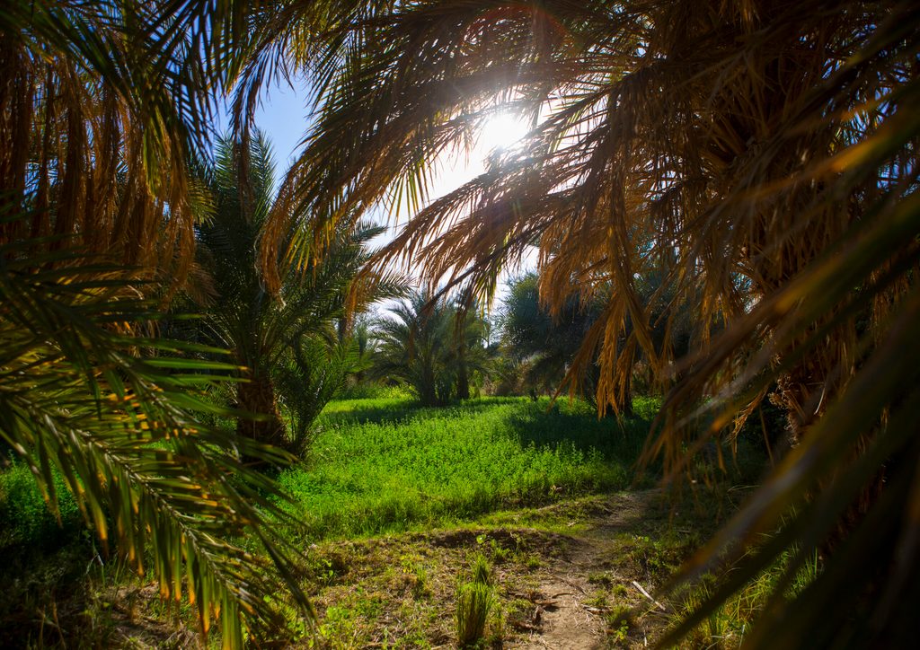 A farm in Sudan, the country where the UAE signed its first land acquisition deal more than 50 years ago