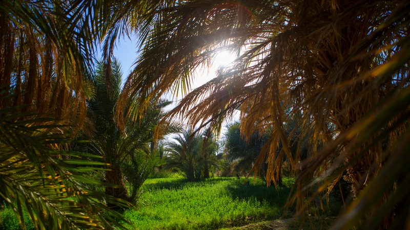 A farm in Sudan, the country where the UAE signed its first land acquisition deal more than 50 years ago