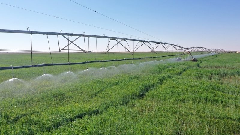 The total wheat cultivation area in Oman reached 6,359 acres, an increase of 160% over the previous season