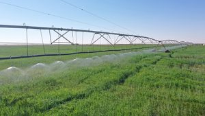 The total wheat cultivation area in Oman reached 6,359 acres, an increase of 160% over the previous season