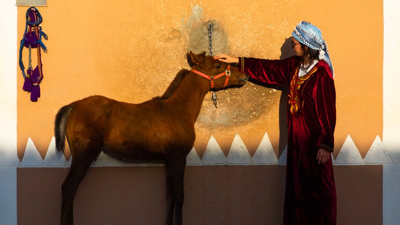 A tourist with an arabian foal at Alhazm stud, Khubash, Saudi Arabia. 106m tourists visited the kingdom last year