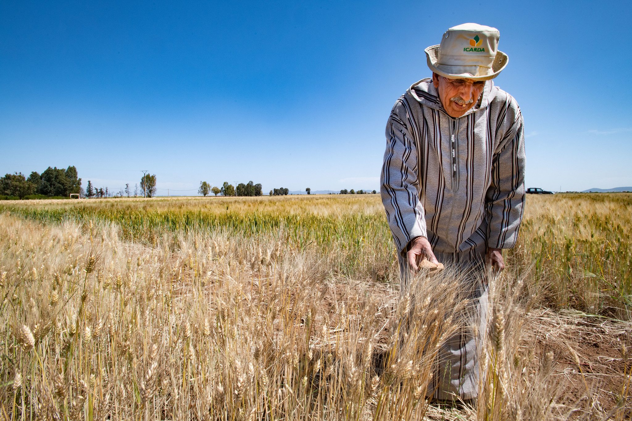 Moroccan farmer Ahmed Al Amri inspects his crop. The government is encouraging imports as drought affects wheat production