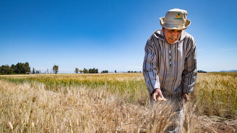 Moroccan farmer Ahmed Al Amri inspects his crop. The government is encouraging imports as drought affects wheat production