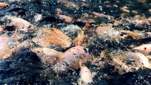 Neom aquaculture