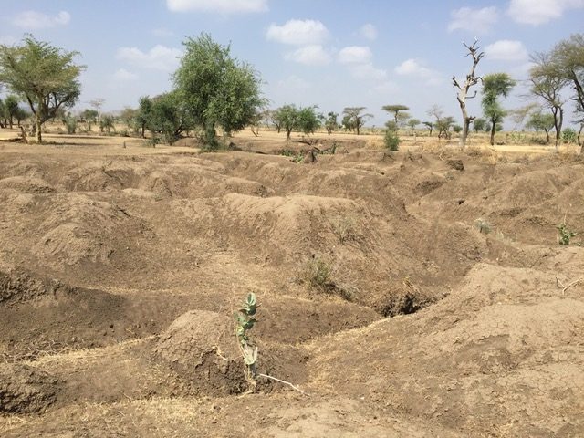 Saudi desertification convention