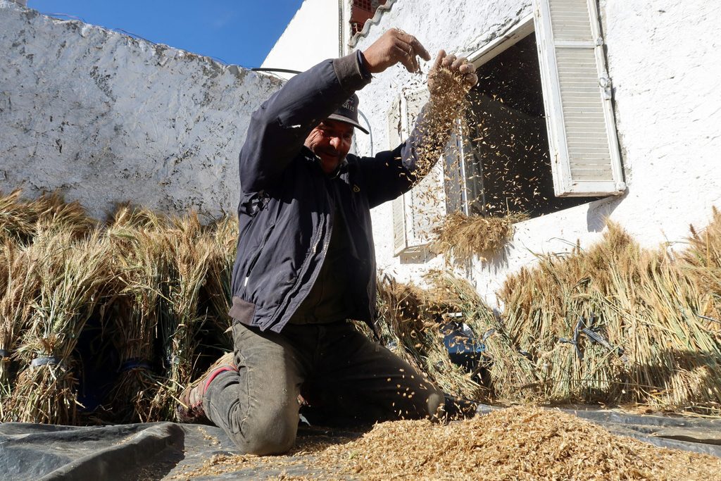 A worker threshes harvested wheat at a farm in Tunisia. The government has supplied wheat seeds to more than 16,000 small-holder farmers.
