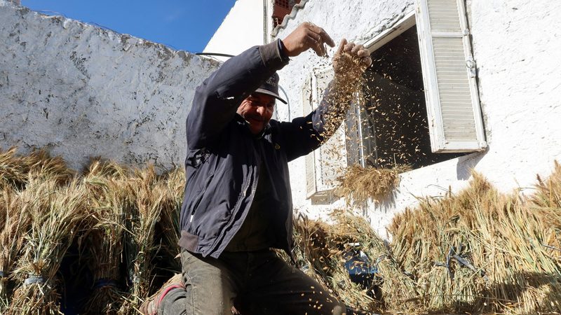 A worker threshes harvested wheat at a farm in Tunisia. The government has supplied wheat seeds to more than 16,000 small-holder farmers.