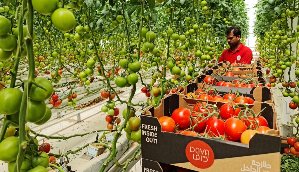 Adult, Male, Man tomatoes hydroponics Saudi Arabia Dava agriculture
