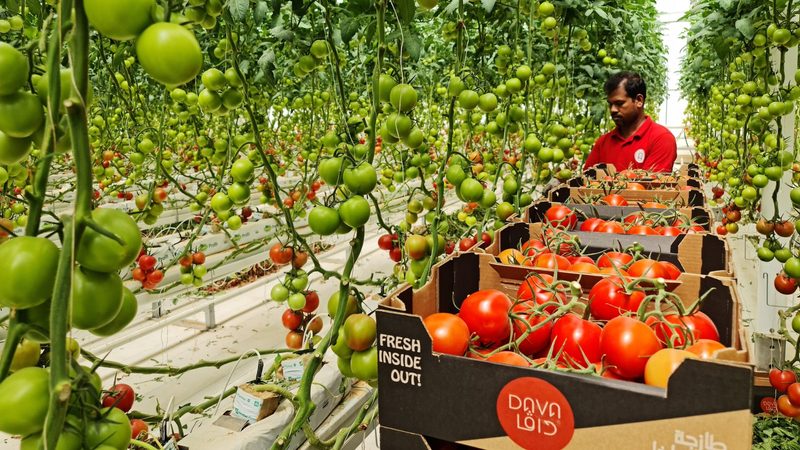 Adult, Male, Man tomatoes hydroponics Saudi Arabia Dava agriculture
