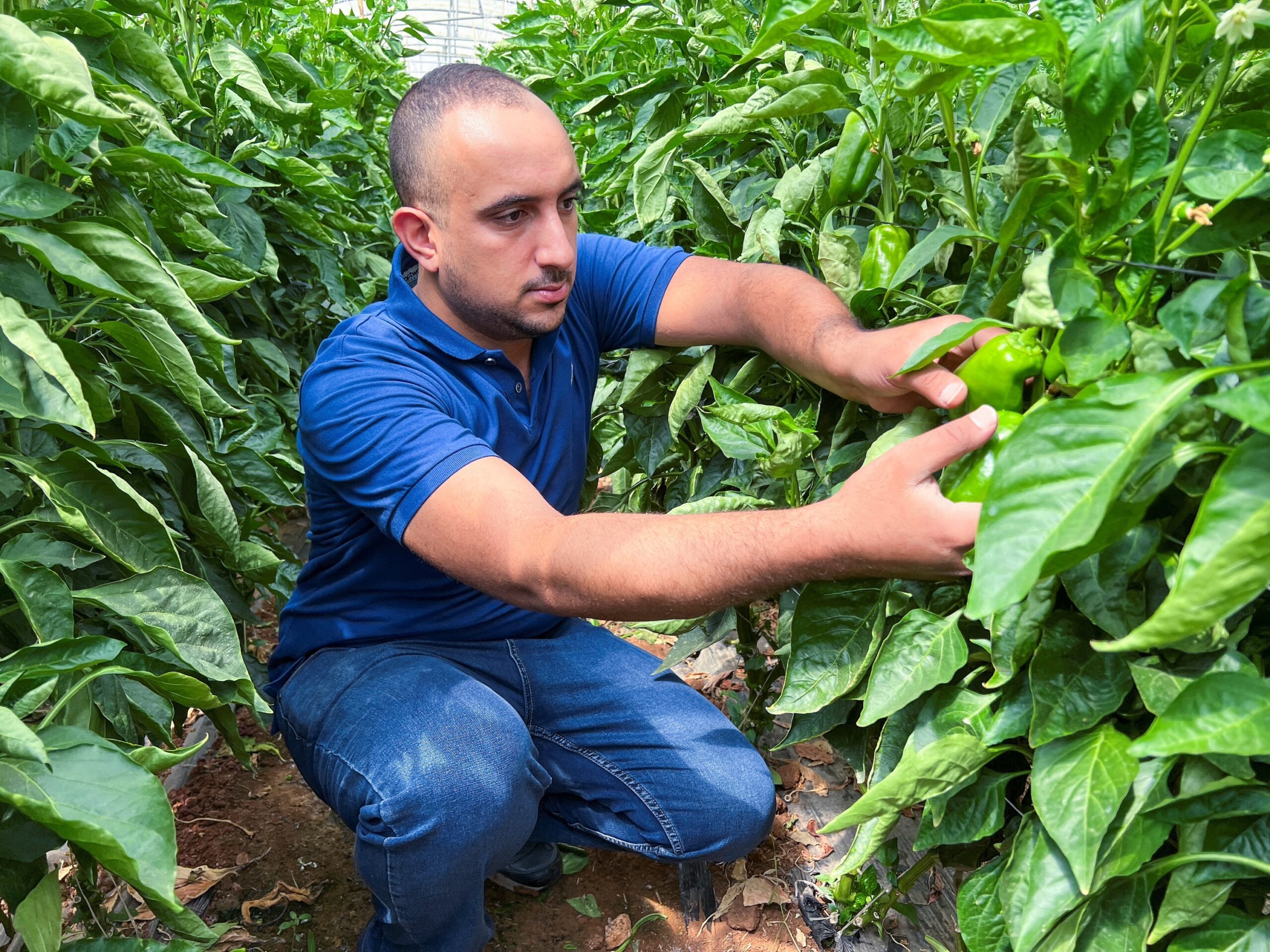 An agricultural engineer checks green peppers on a farm in Jordan. Vegetables and fertilisers are among its main exports