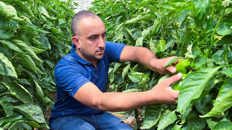 An agricultural engineer checks green peppers on a farm in Jordan. Vegetables and fertilisers are among its main exports