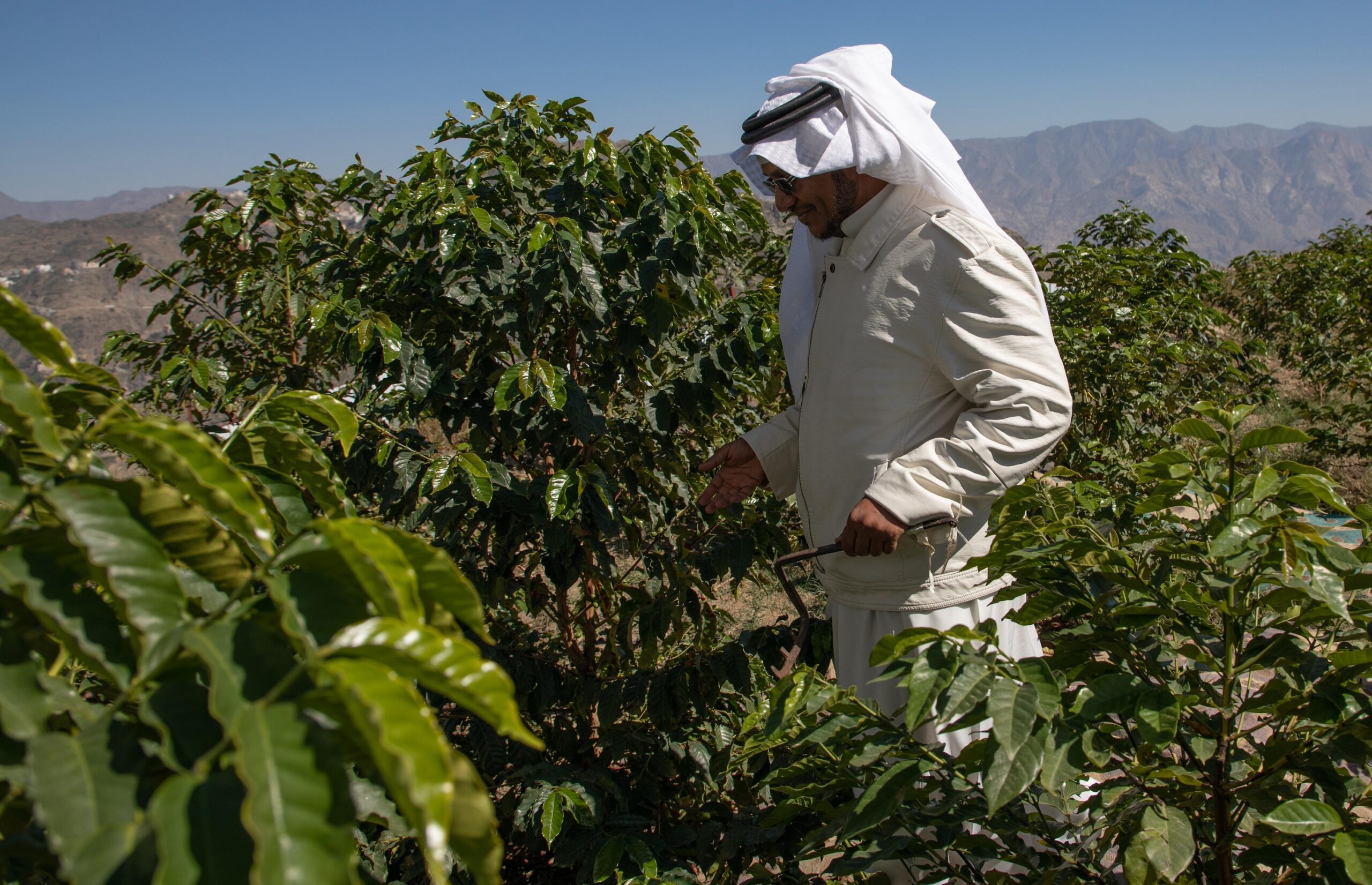 A coffee farmer in Addayer, Jazan. The southwest Saudi province has 54,000 coffee trees