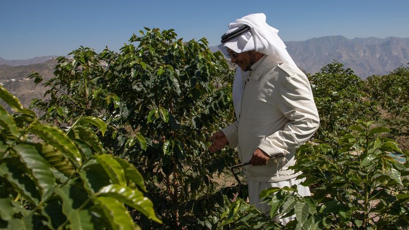 A coffee farmer in Addayer, Jazan. The southwest Saudi province has 54,000 coffee trees