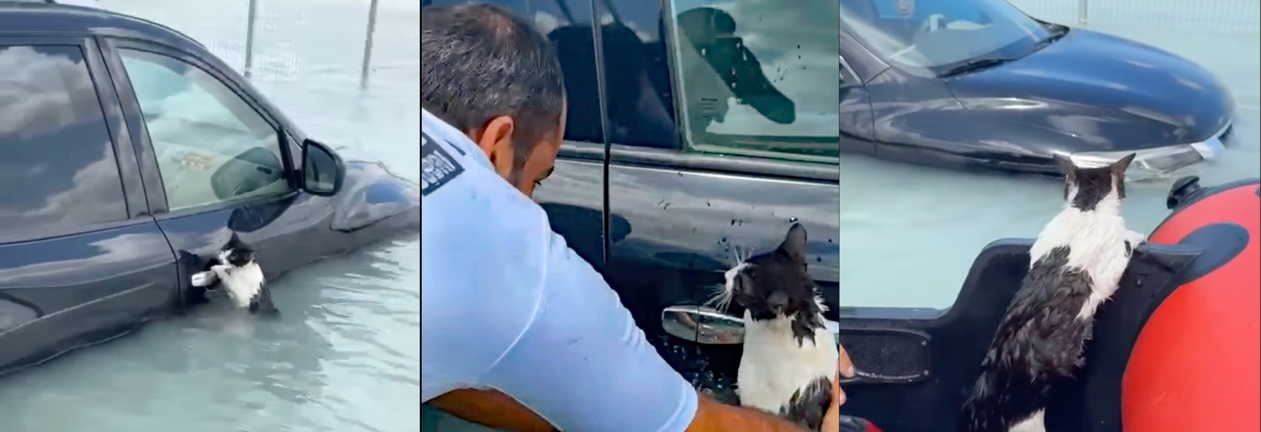 cat-rescue-dubai-floods