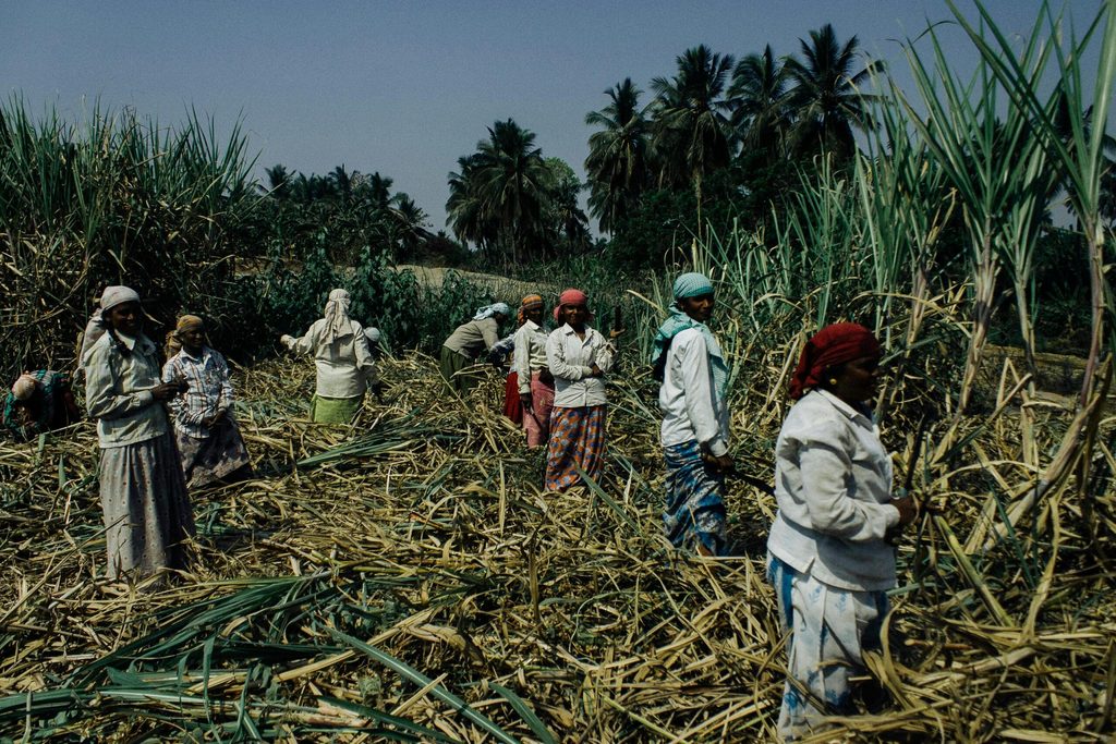 UAE South America sugar-plantation
