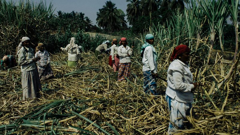 UAE South America sugar-plantation