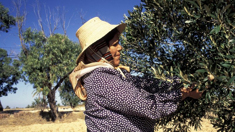 An olive picker in Tunisia. Unorthodox government polices could worsen the country's economic crisis