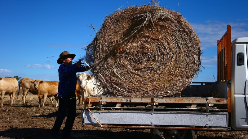 A farmer feeds her cattle in Come-by-Chance, Australia; meat is one of Australia's largest exports to the UAE