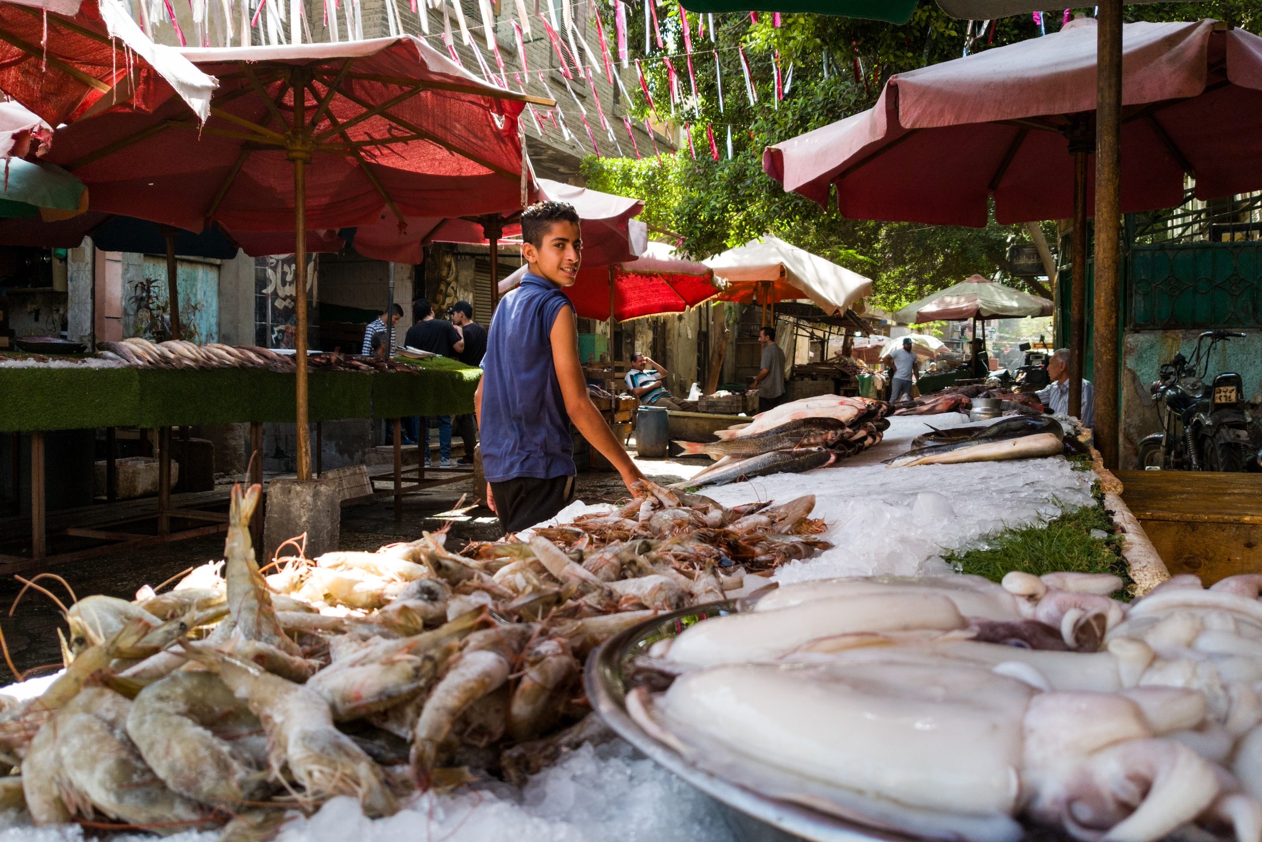 Boy, Child, Male A market offering fresh fruits, vegetables, and fish is taking place in Sayyida Zeinab, situated in the Old Cairo area, Egypt, on May 4, 2024. (Photo by Doaa Adel/NurPhoto)NO USE FRANCE