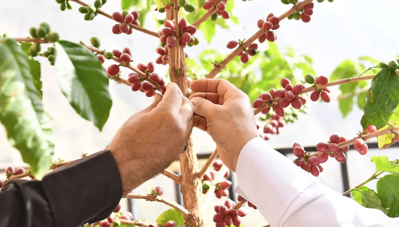 The Saudi Coffee Company launched a model farm in Jazan in November 2023 and will invest SAR1 billion ($270 million) in the sector over the next decade