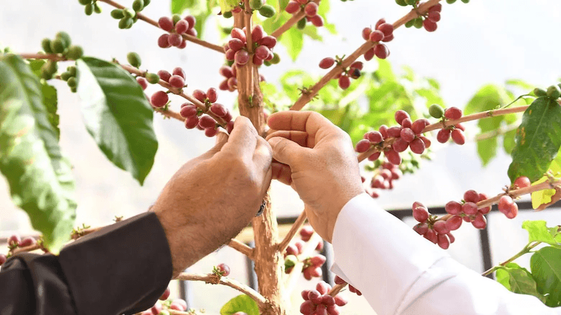 The Saudi Coffee Company launched a model farm in Jazan in November 2023 and will invest SAR1 billion ($270 million) in the sector over the next decade