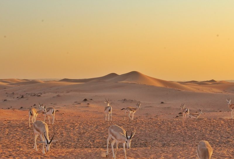 tourism company in abu dhabi