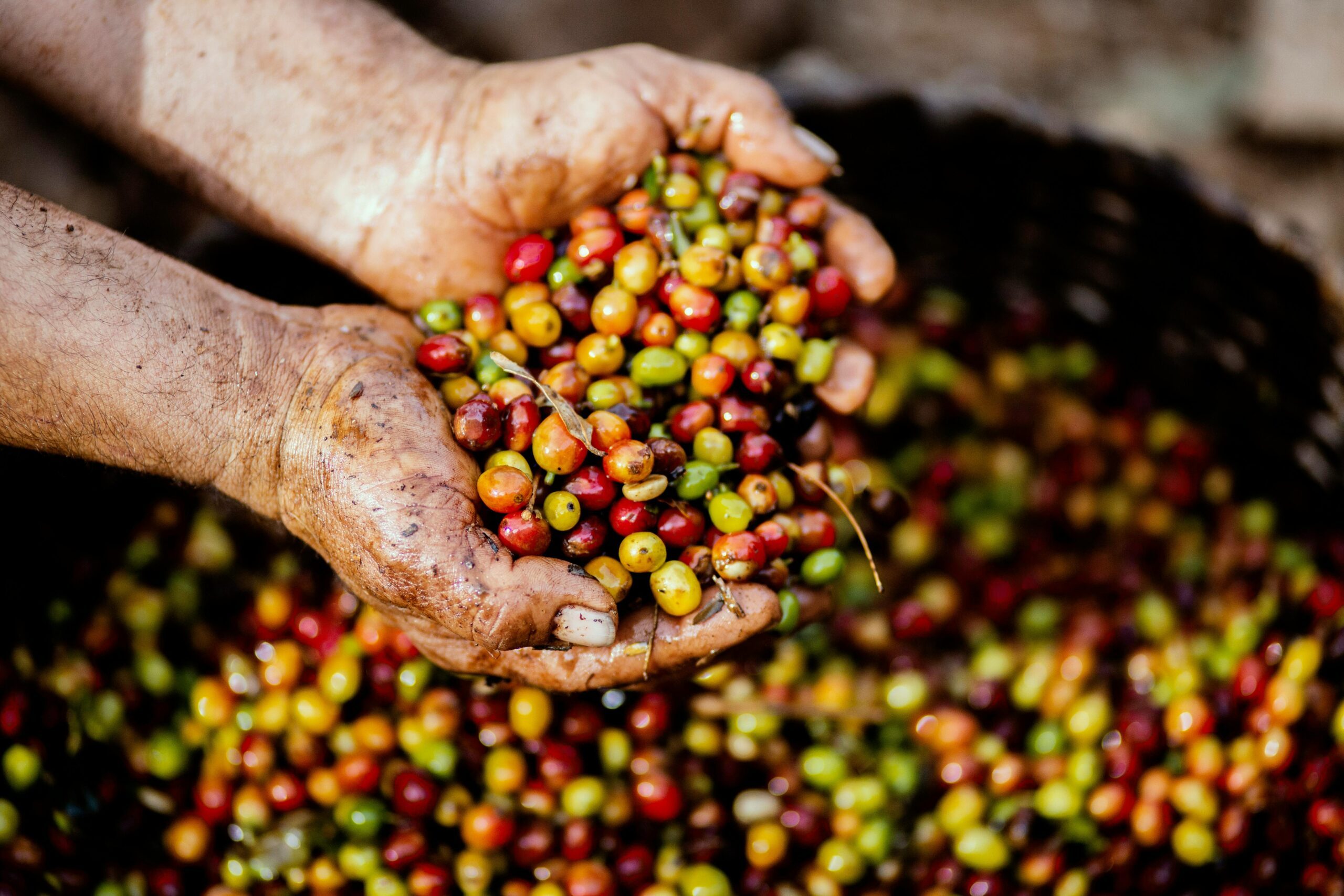 Tunisia olives