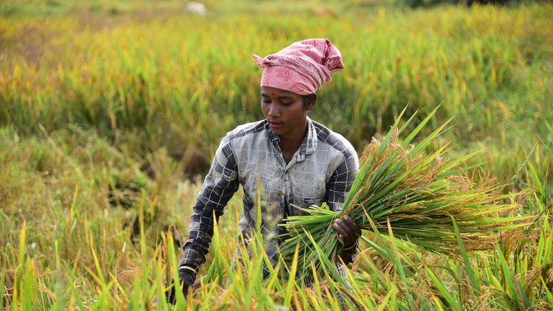 Field, Nature, Outdoors In 2023, El Niño arrived early, impacting crops. The Indian government reacted by banning exports of non-basmati white rice