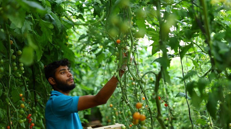 A worker at Veggitech, a start-up farm in Sharjah, UAE. Agtech startups are looking beyond VC entities for funding