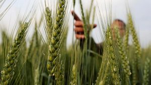Saudi Arabia's Fourth Milling Company operates factories in Riyadh, Medina and the Eastern Region