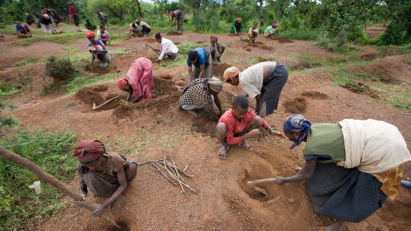 AI scanning of satellite imagery can provide insight into the effectiveness of carbon credit sequestration programmes such as tree-planting